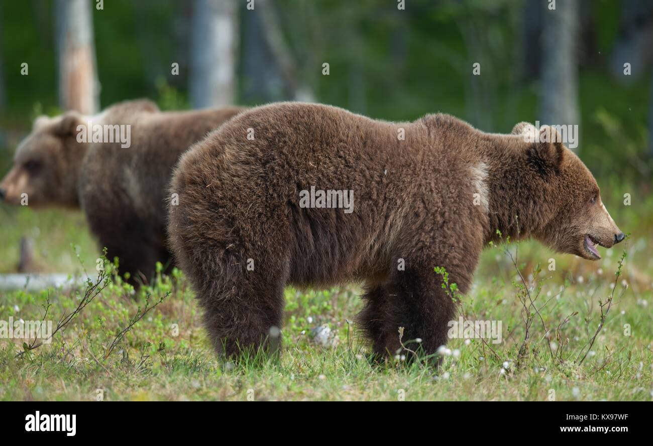 Brown bears (Ursus Arctos) in summer forest Stock Photo - Alamy