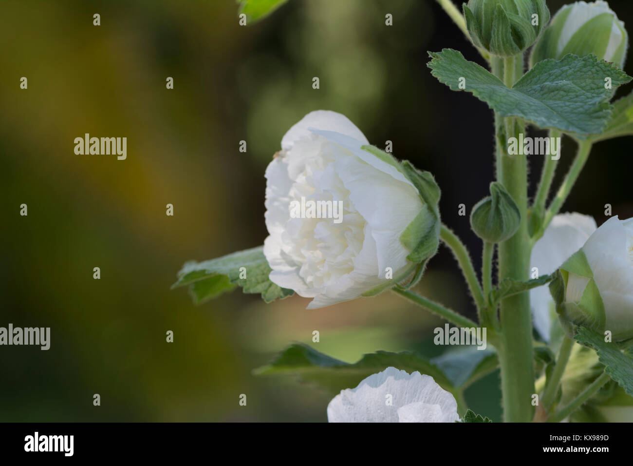 Hollyhock double white hi-res stock photography and images - Alamy
