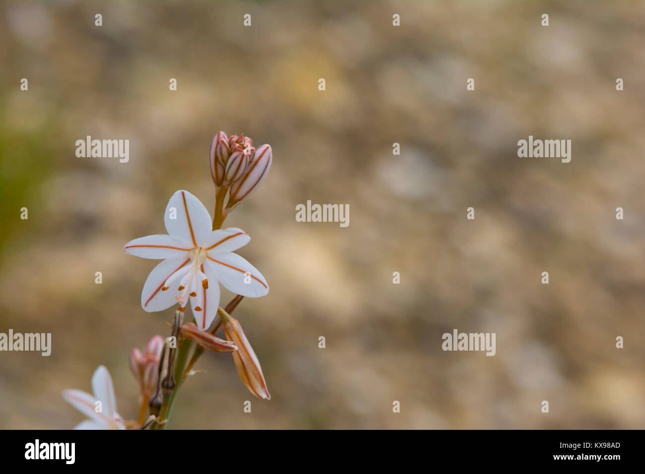 Onion weed hires stock photography and images Alamy