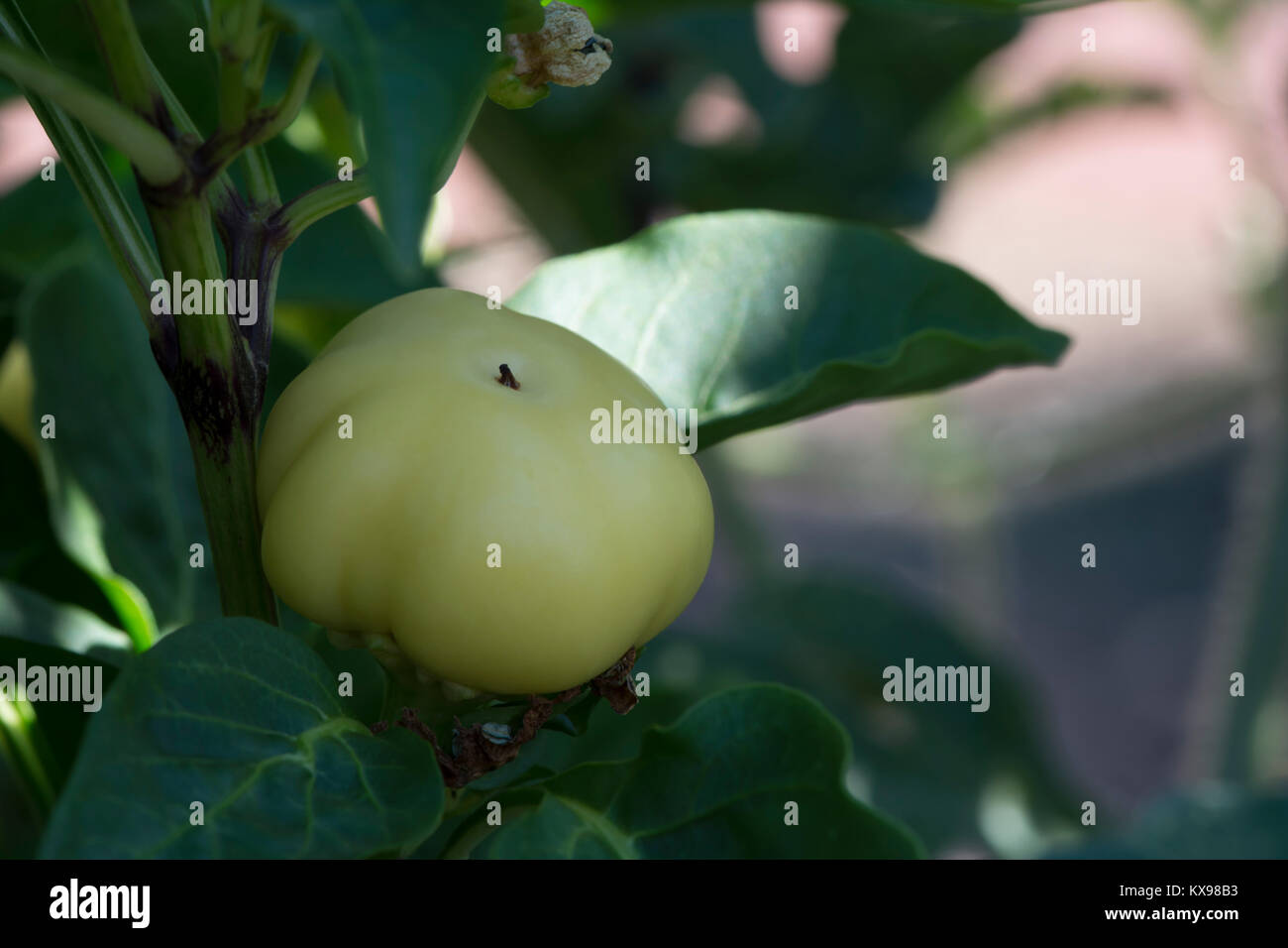 A growing Capsicum Annum, Alma Paprika in the veggie garden on the