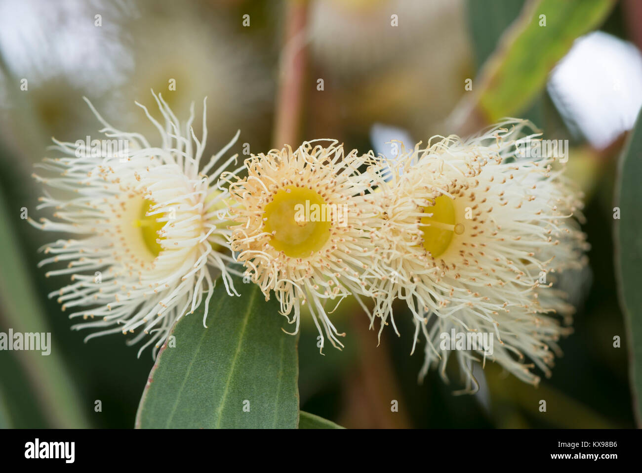 White Australian native eucalyptus gum blossoms taken in the Coorong National Park, South Australia Stock Photo