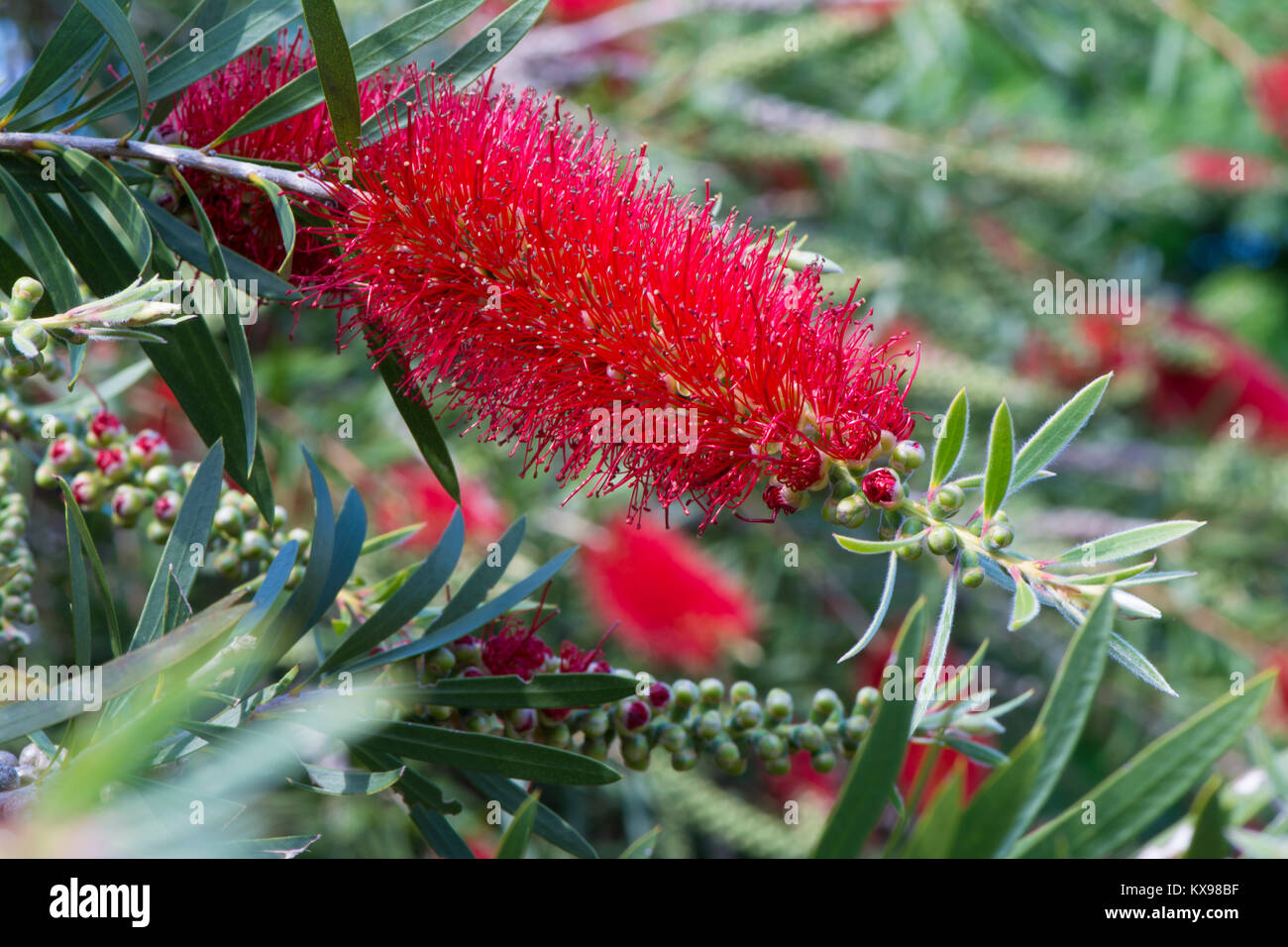 Crimson red Callistemon Citrinus flowering shrub, an Australian native ...