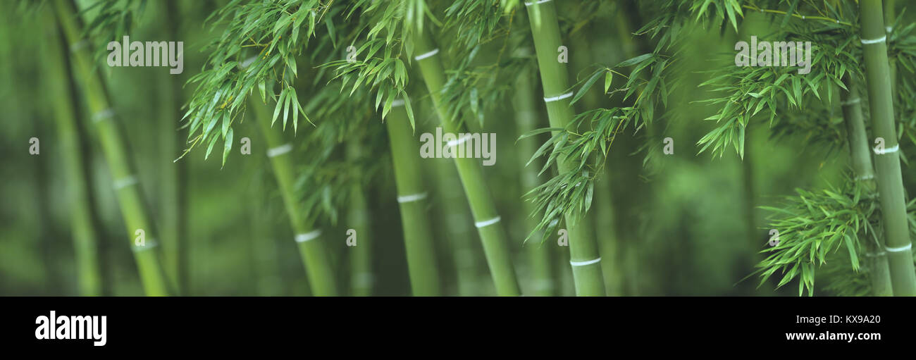 Bamboo forest Stock Photo