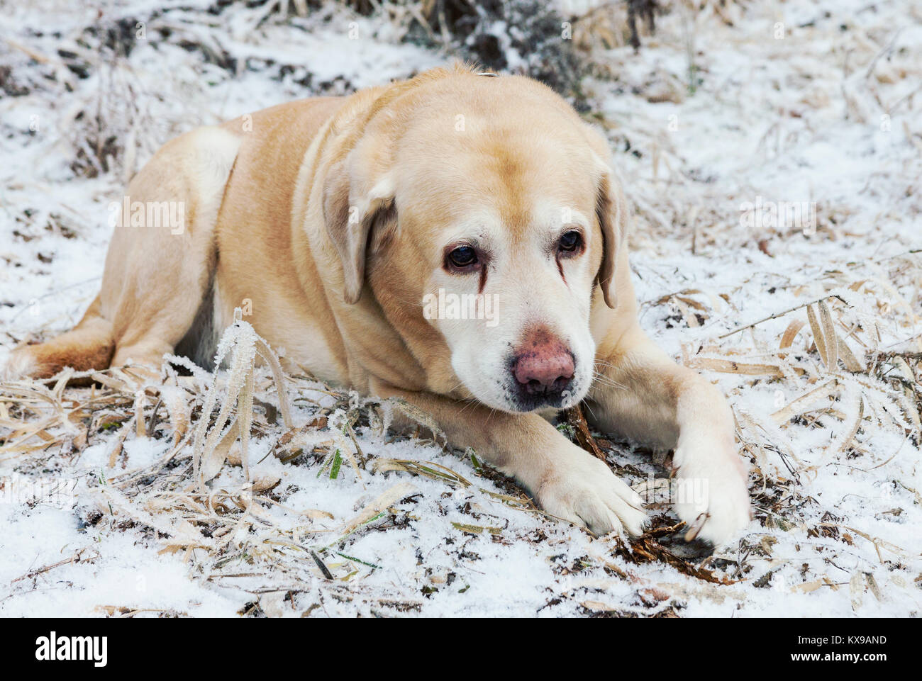 Old sad golden labrador retriever dog lying on frosty grass in cold winter day Stock Photo