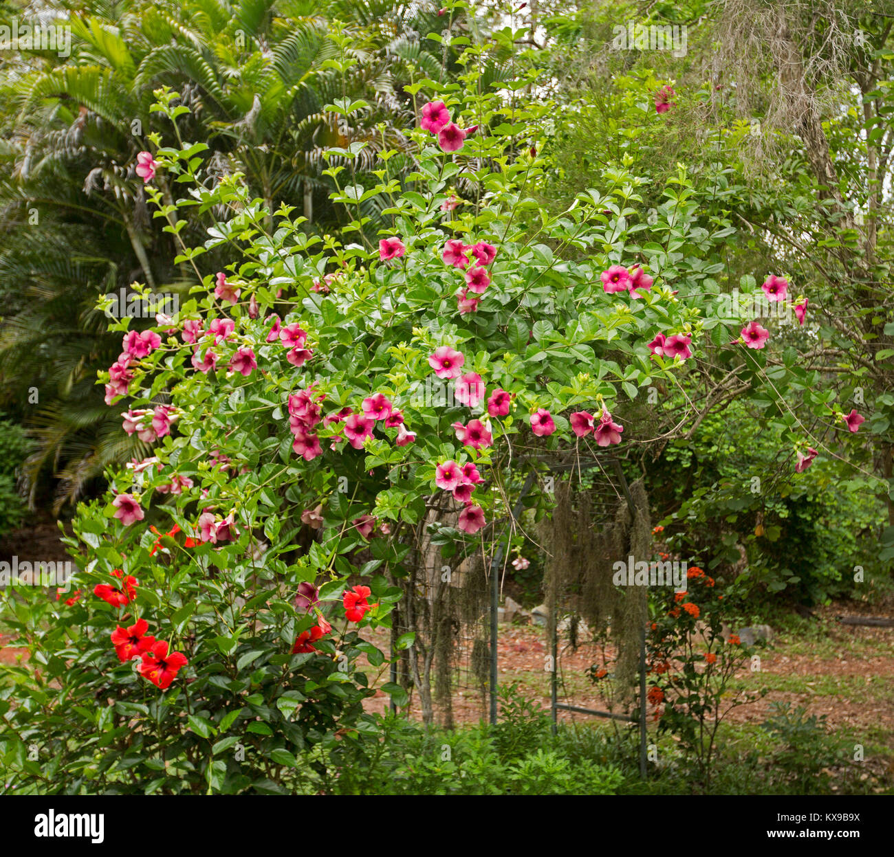 Climbing plant, Allamanda blanchettii with mass of red / purple flowers and green foliage growing on arch in Australian garden Stock Photo