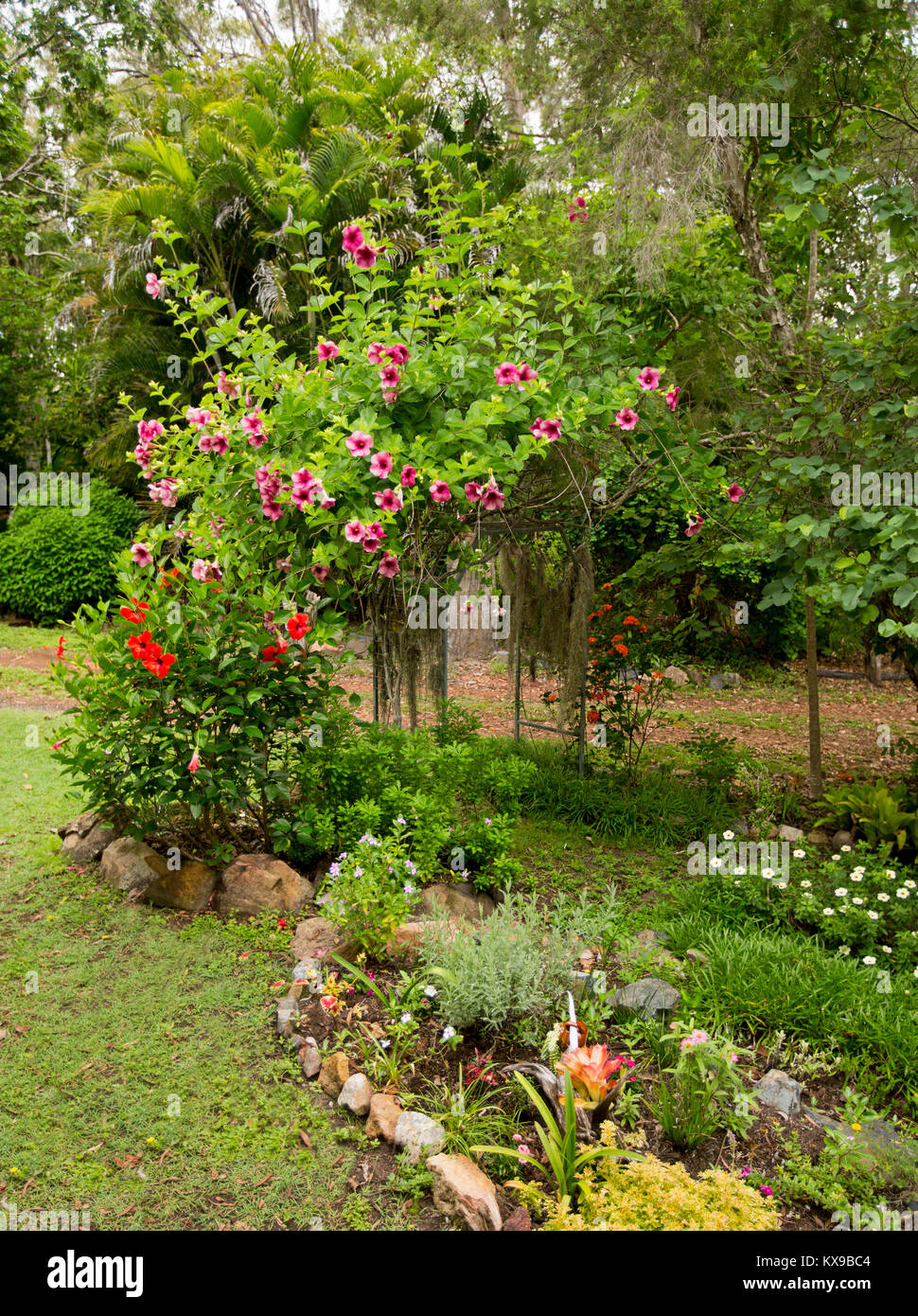 Climbing plant, Allamanda blanchettii with mass of red / purple flowers and green foliage growing on arch in Australian garden Stock Photo