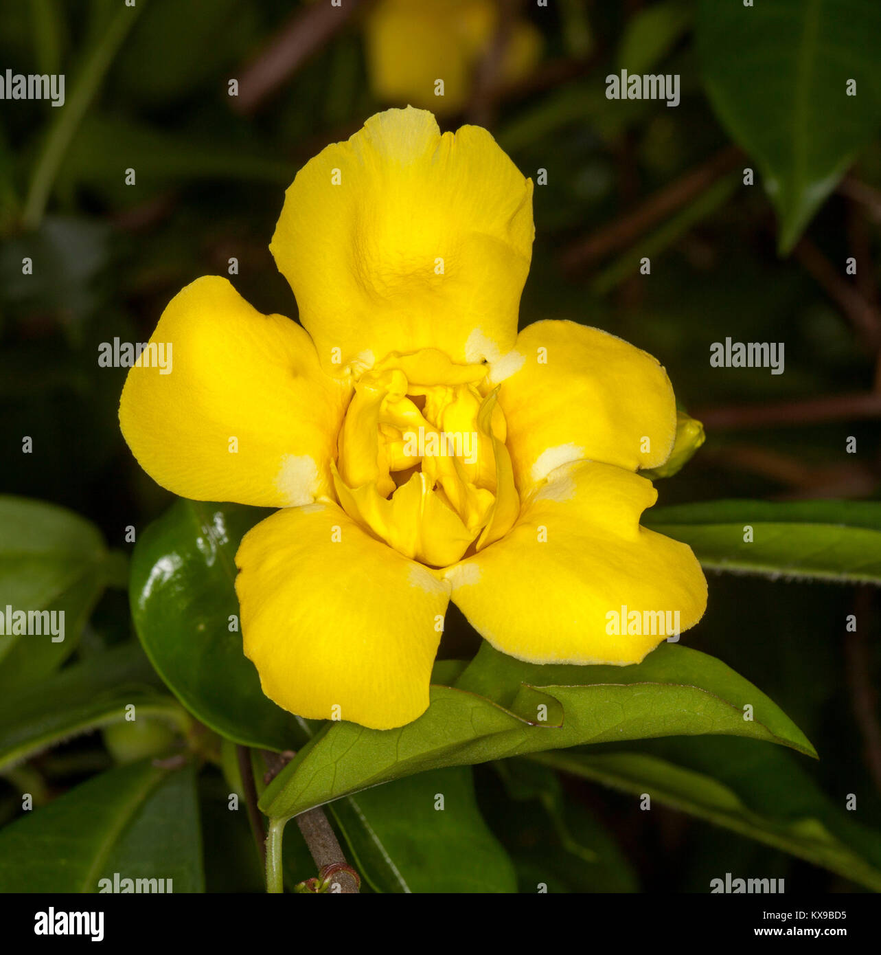 Vivid double yellow perfumed flower and green leaves of climber, Allamanda cathartica ‘Stanhill’s Double’ on dark background Stock Photo