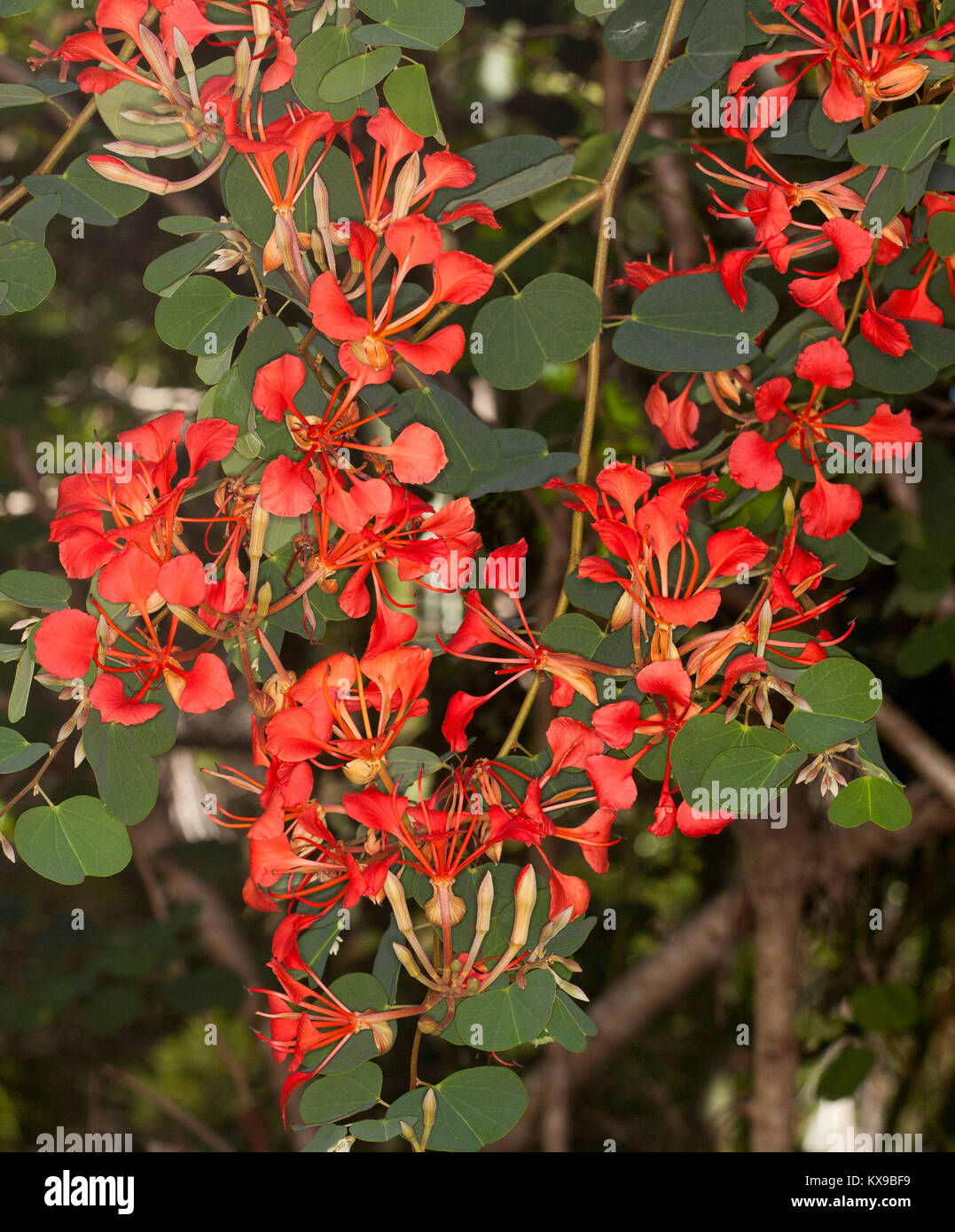 Mass of orange / red flowers and green foliage of Bauhinia galpinii, orchid bush Stock Photo