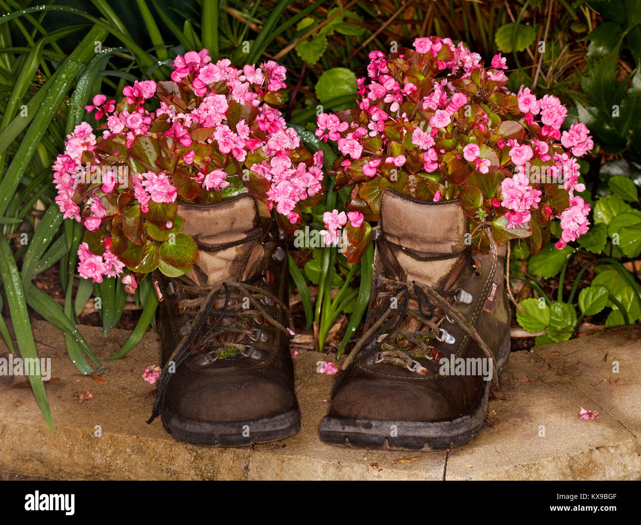 Pink flowers of bedding begonias growing in pair of recycled leather boots Stock Photo