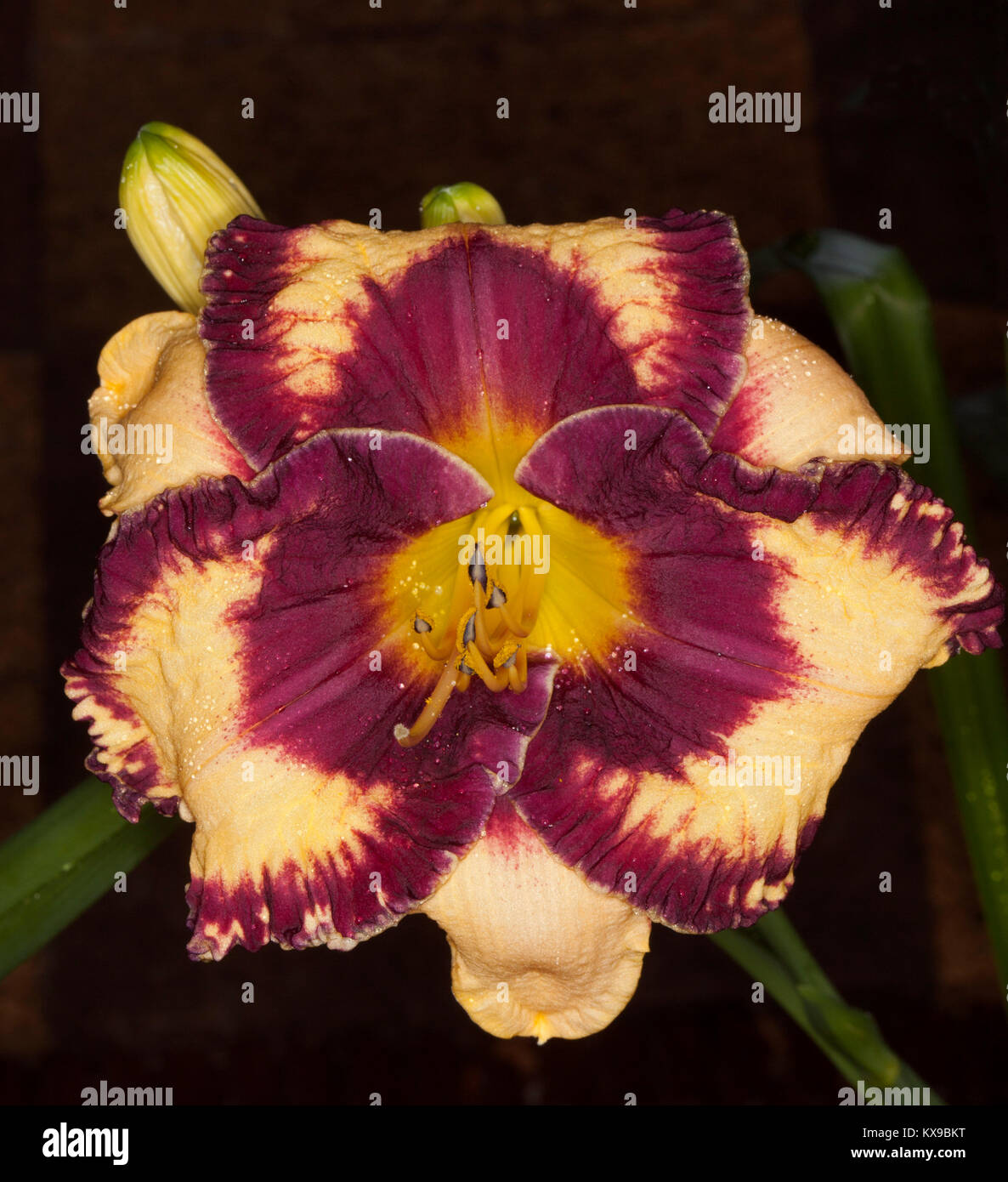 Spectacular flower of daylily cultivar Hemerocallis 'Open My Eyes', with apricot and dark red petals and yellow throat on dark background Stock Photo