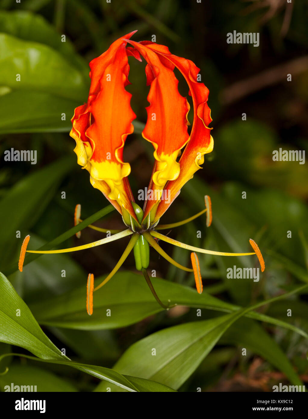 Beautiful & unusual orange and yellow flower and green leaves of gloriosa lily, Gloriosa superba, a climbing plant / Australian weed species Stock Photo