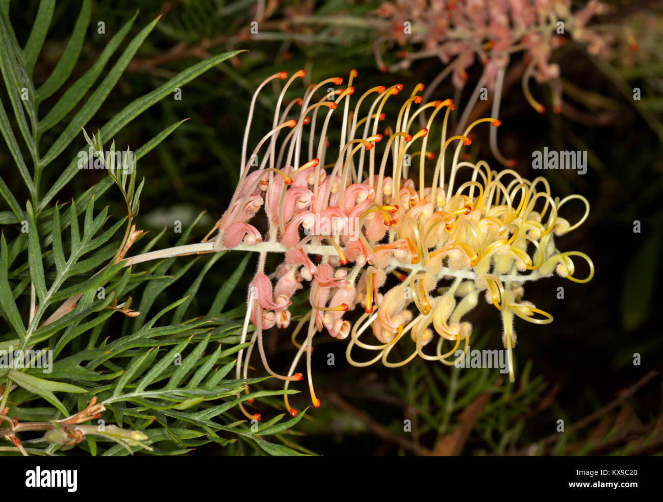 Pink and yellow flower and green foliageof Australian native shrub