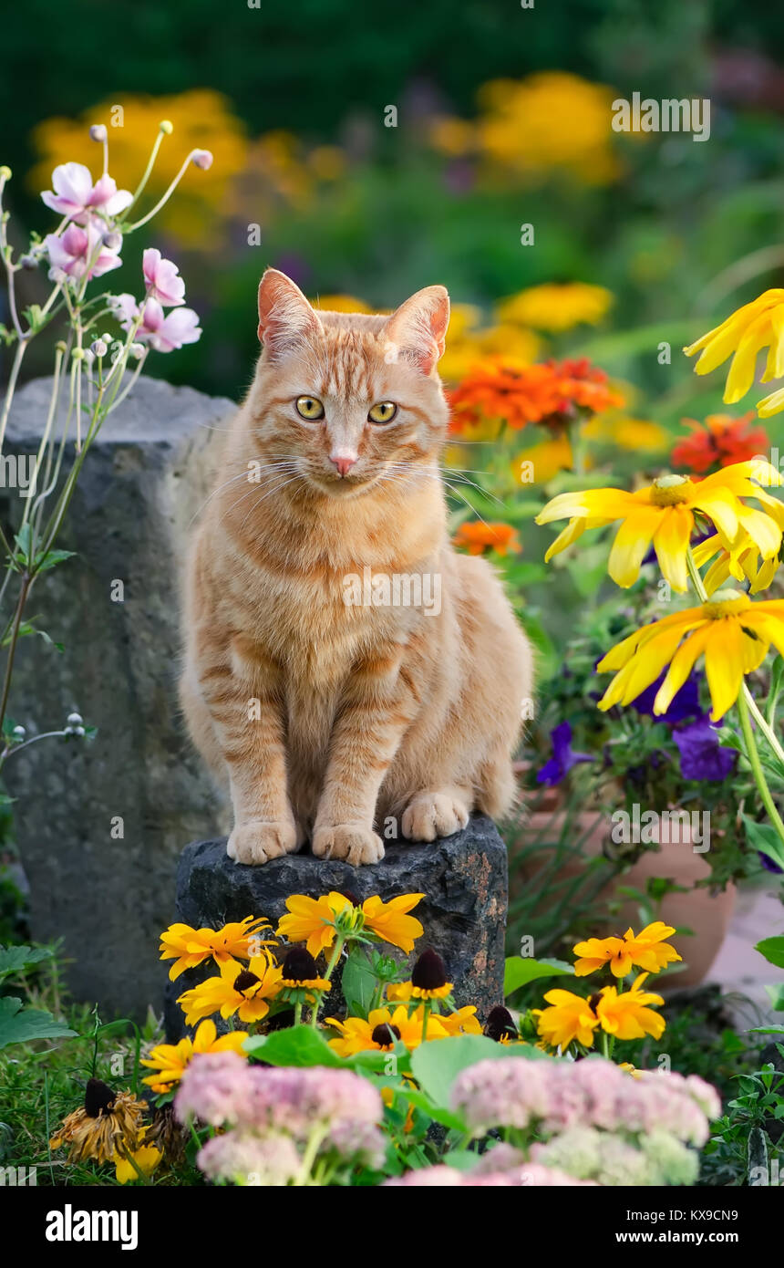 An alert red tabby cat is sitting on a rock amidst yellow flowers in a brightly colored flowery country garden, Germany Stock Photo