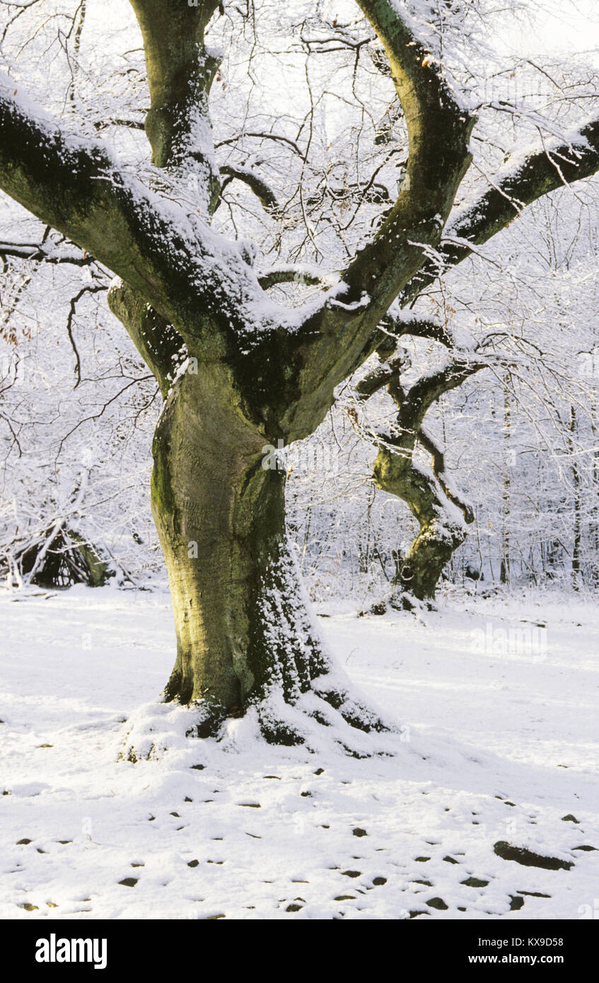 TREE WITH SNOW in landscape 2016 Stock Photo
