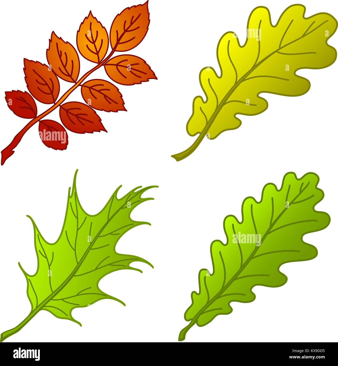 Leaves of plants, set Stock Vector Image & Art - Alamy