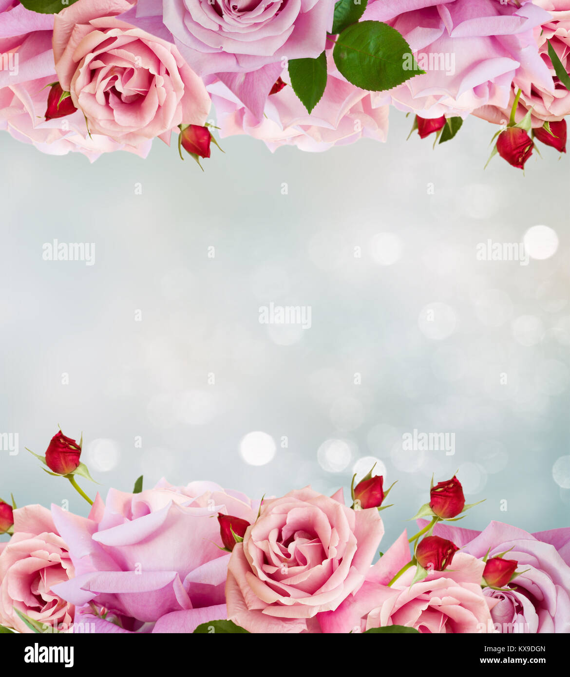 Pink blooming rose buds and flowers in rose garden with lights bokeh ...