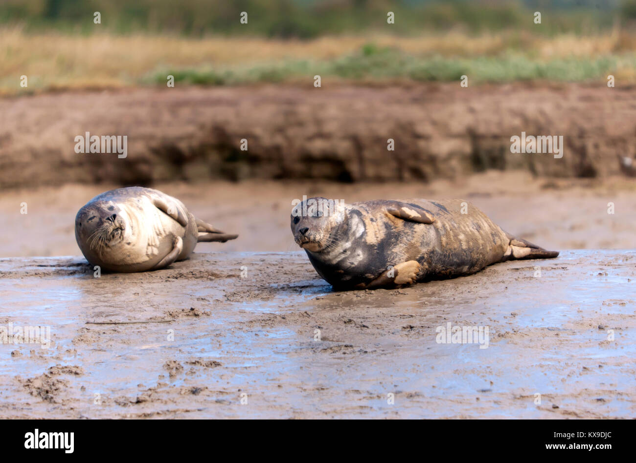 The Seal Colony at Pegwell Bay, at the estuary of the River Stour, visited via the Sandwich River Bus Stock Photo