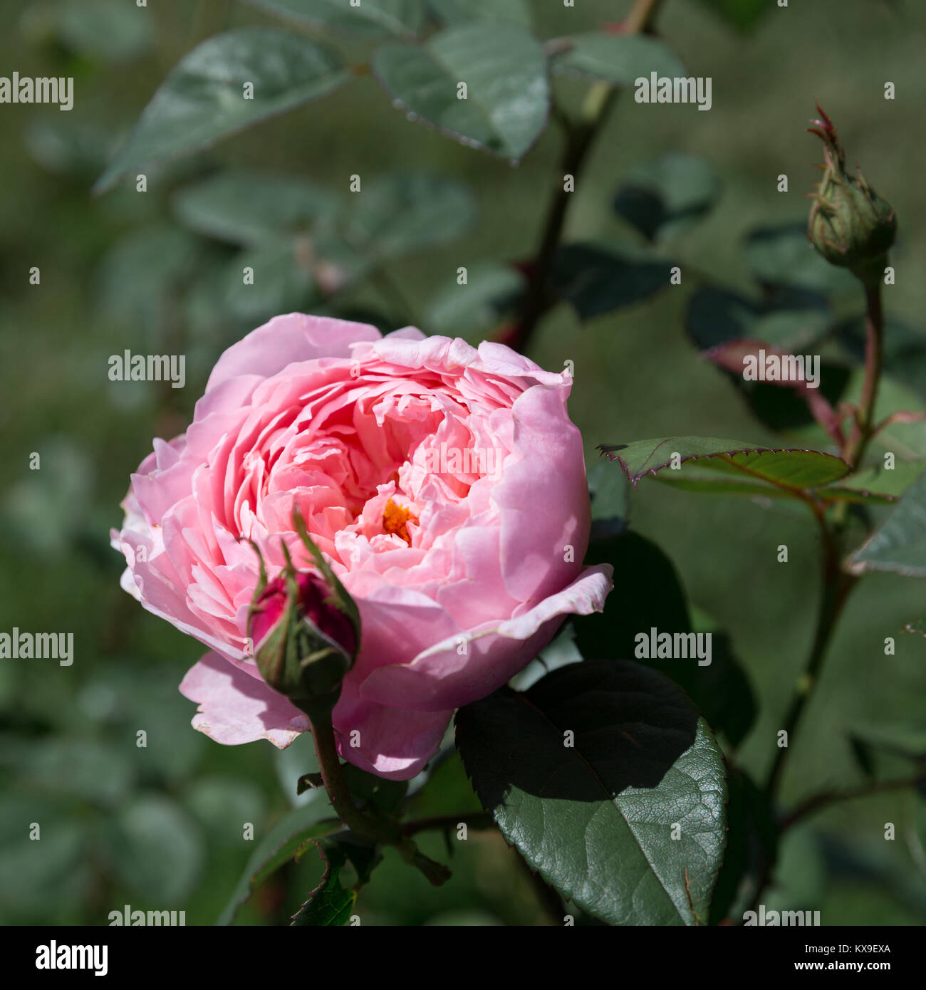Alnwick Rose Stock Photos & Alnwick Rose Stock Images - Alamy