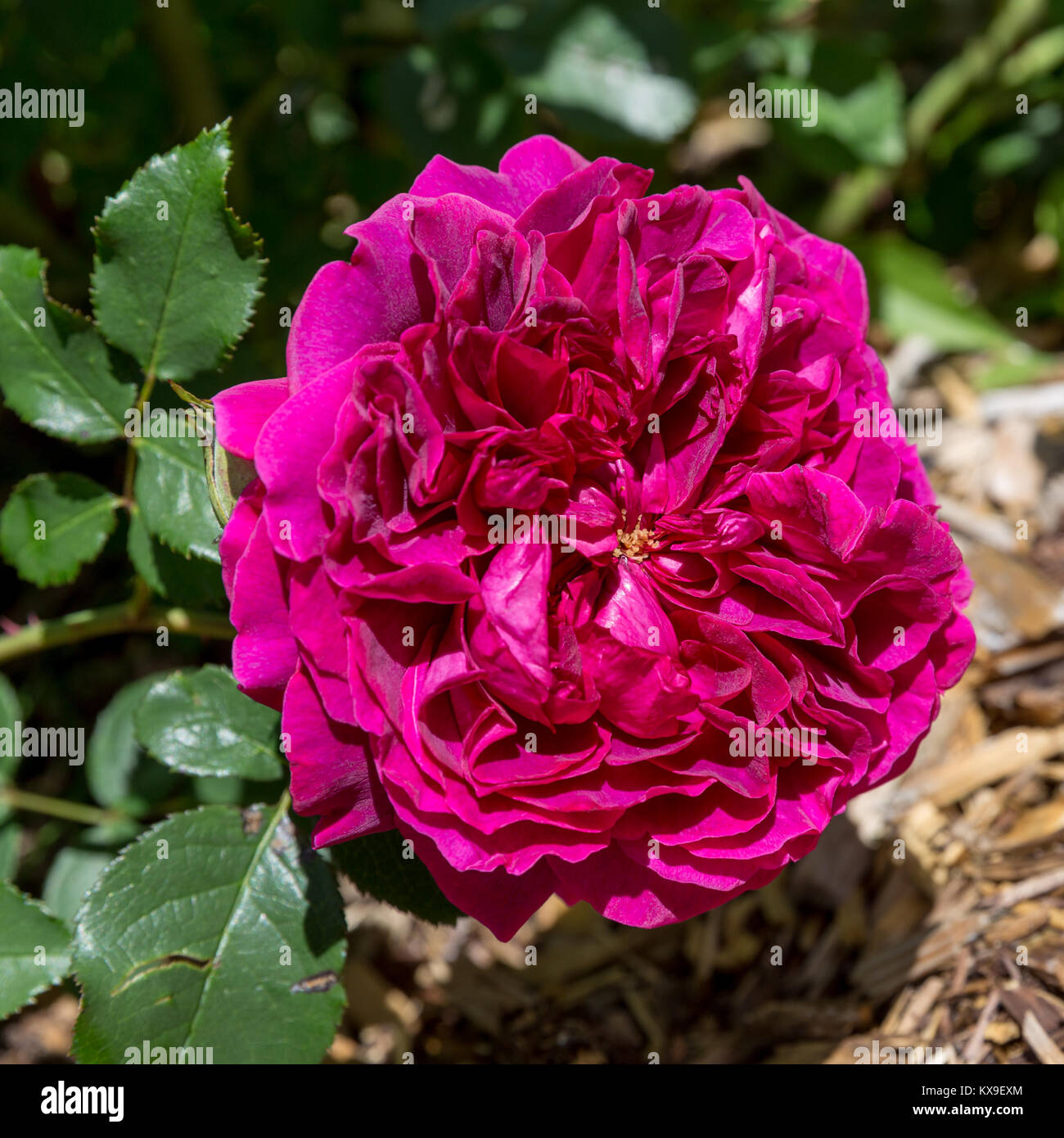 Blooming purple English rose in the garden on a sunny day. David Austin Rose William Shakespeare 2000 Stock Photo