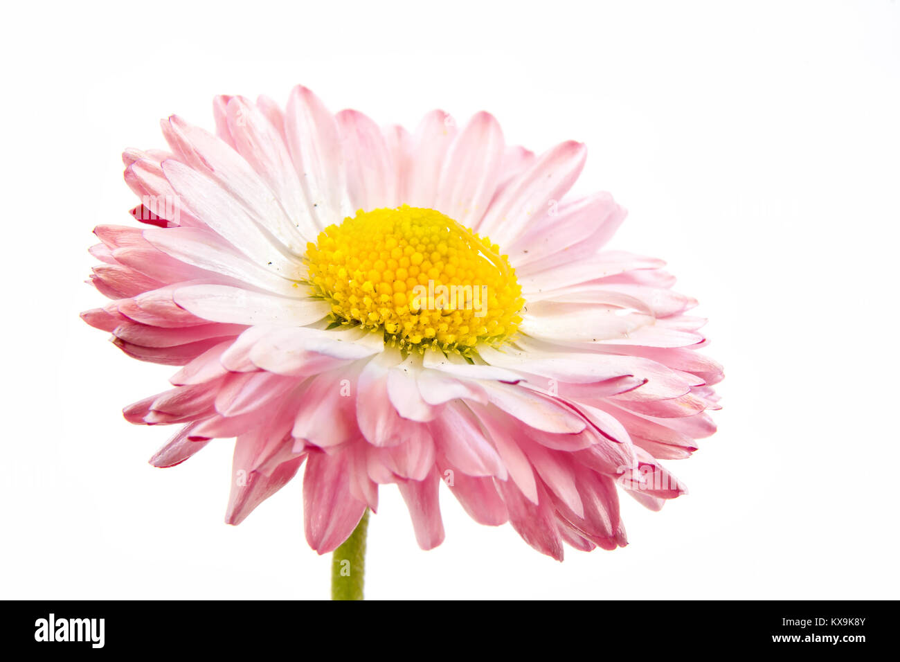 Garden flower bellis isolated on white background Stock Photo