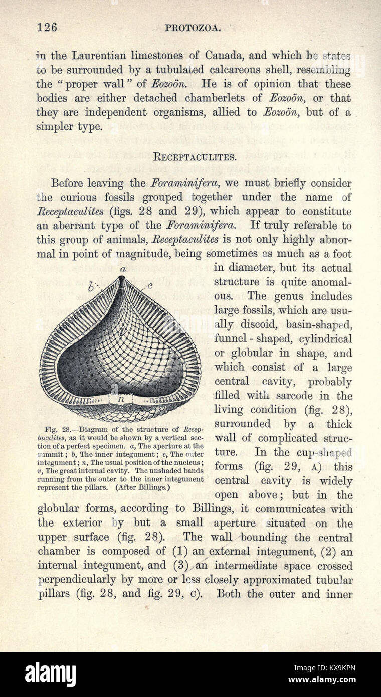 A manual of palæontology (Page 126) BHL17858606 Stock Photo