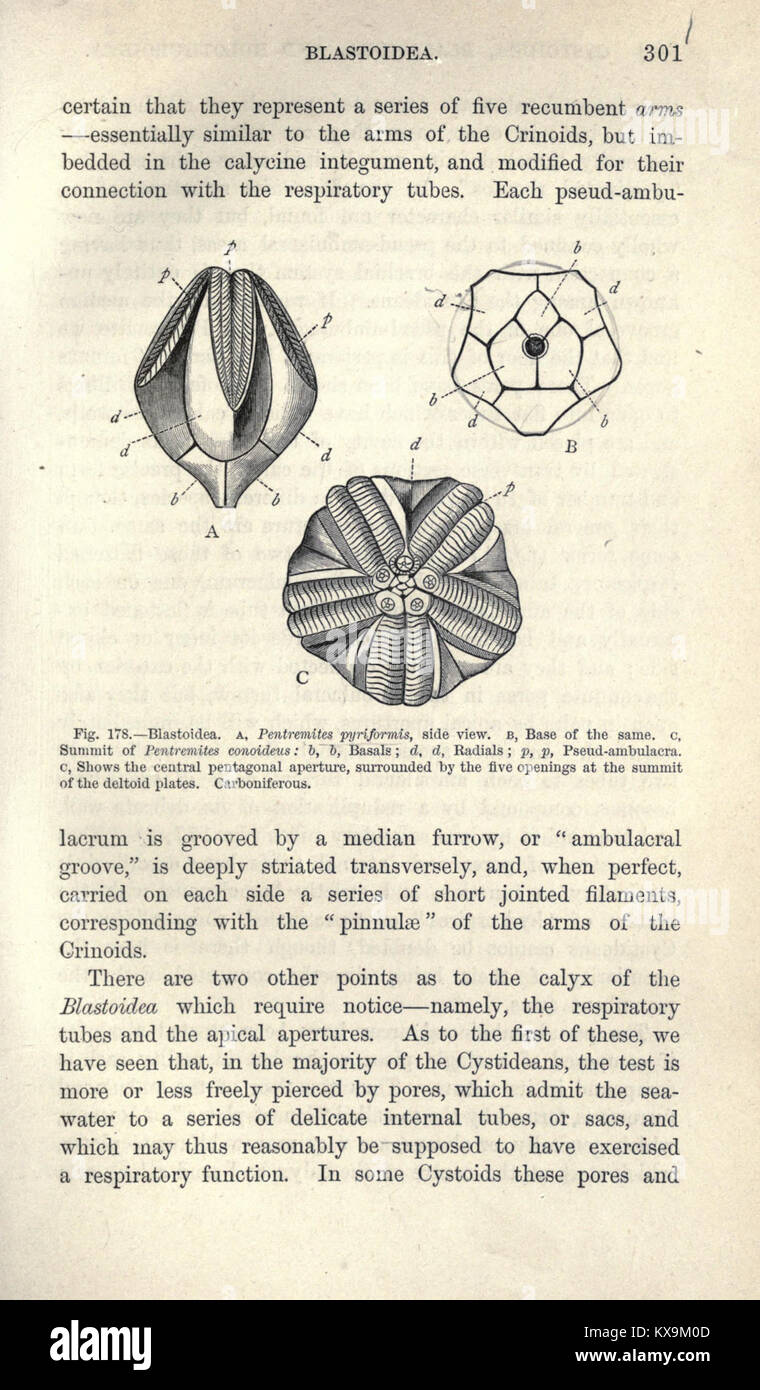 Specimen Structure Specimens anatomical characteristics hi-res stock photography and ...