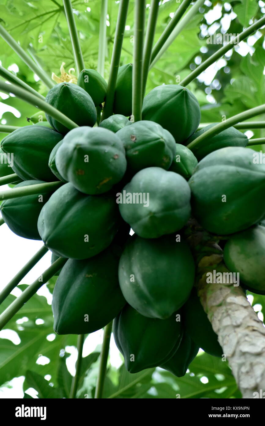 Papaya Plant High Resolution Stock Photography and Images Alamy