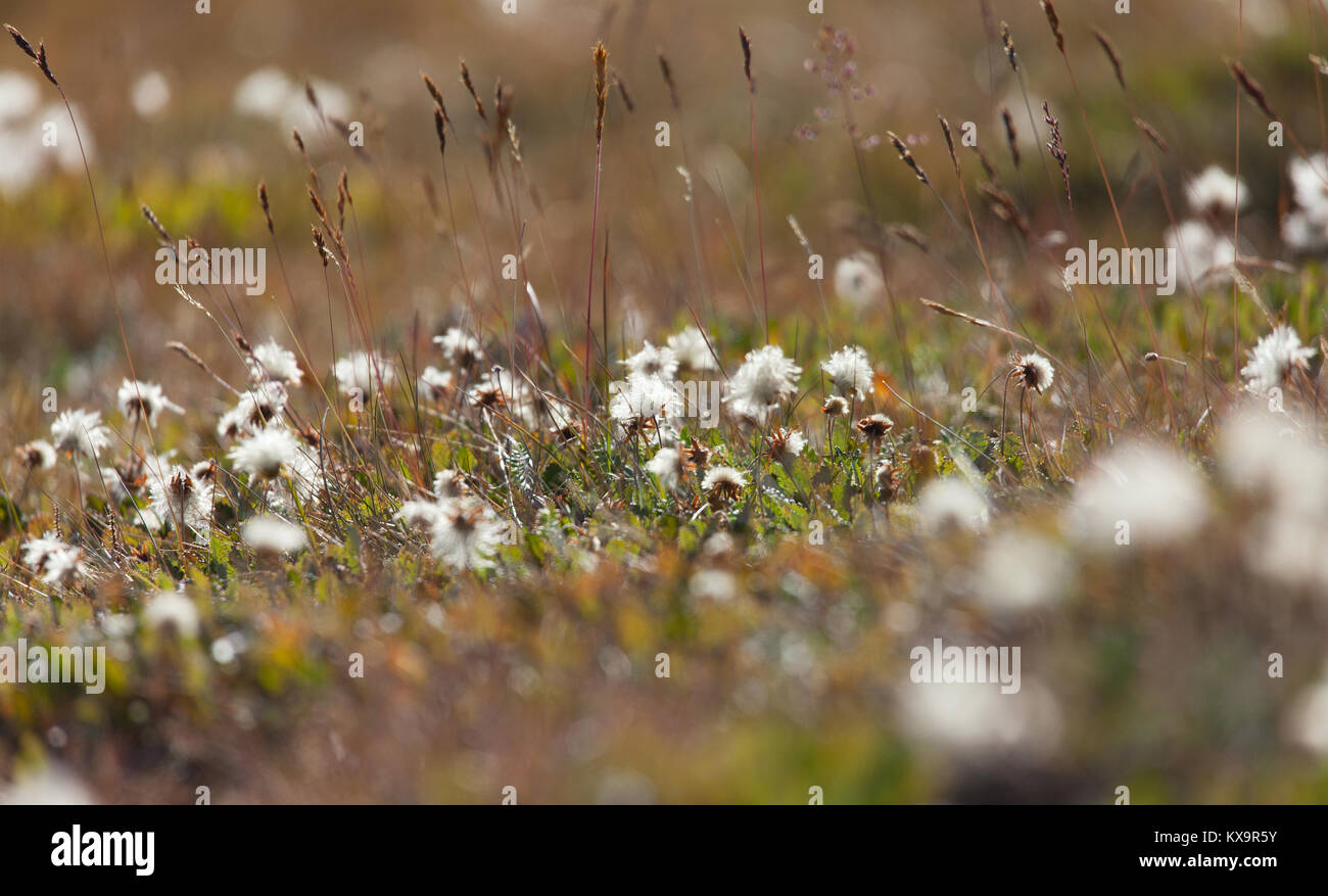 Dryas - seeds ready to fly Alpine flowers Stock Photo