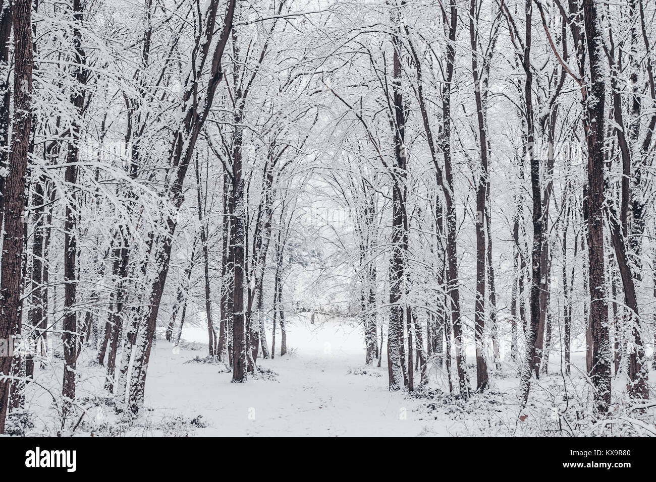 Winter forest frozen trees. Winter landscape in snowy forest. Stock Photo