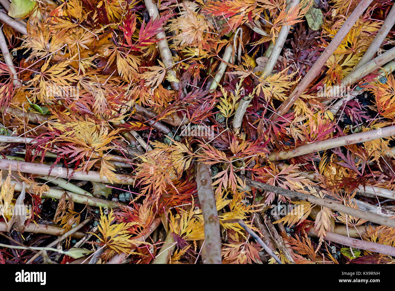 Fallen autumn leaves of a Japanese maple tree between stalks of  sedum. Stock Photo