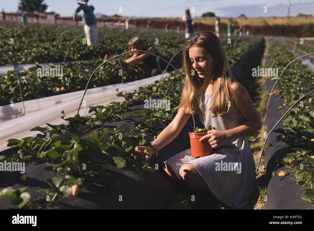 Young woman sitting down holding basket and plucking strawberries Stock Photo