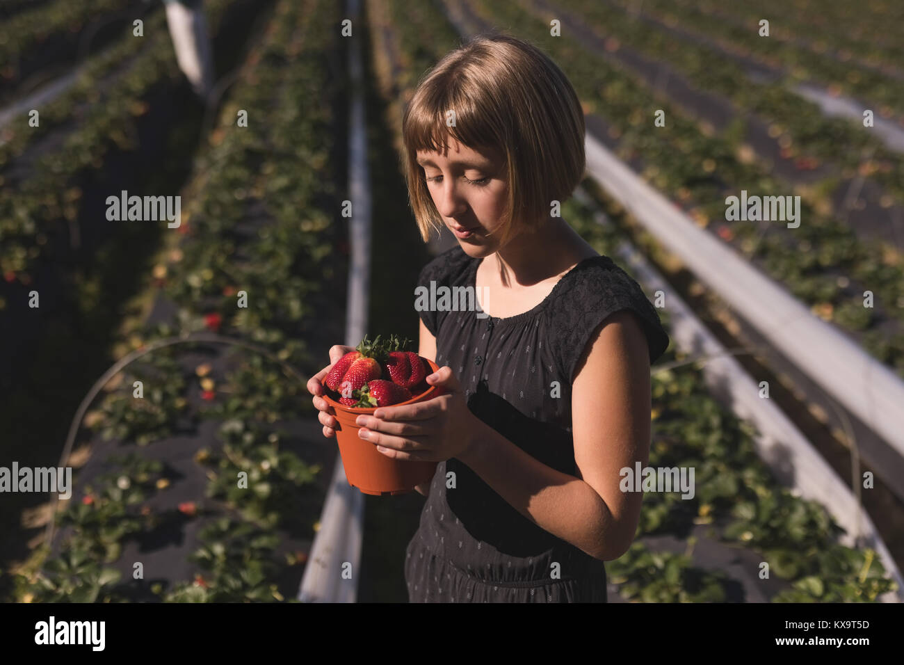 Woman holding freshly plucked strawberries in the farm Stock Photo - Alamy