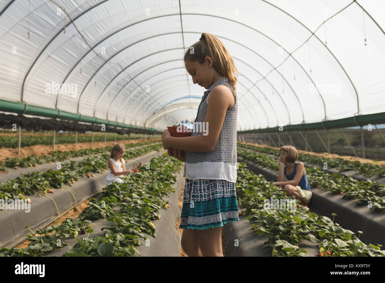 Girl holding basket of freshly plucked strawberry Stock Photo - Alamy