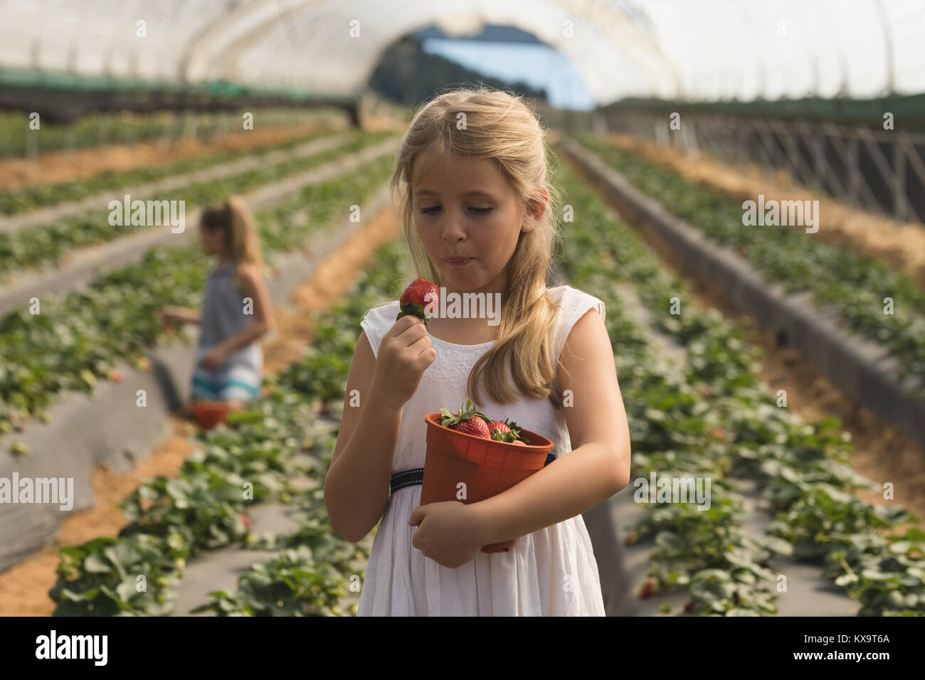 Girl eating freshly plucked strawberry Stock Photo - Alamy
