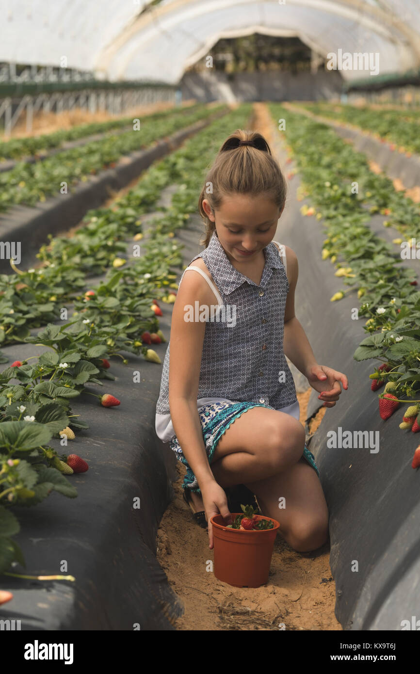Girl holding basket of freshly plucked strawberry Stock Photo - Alamy