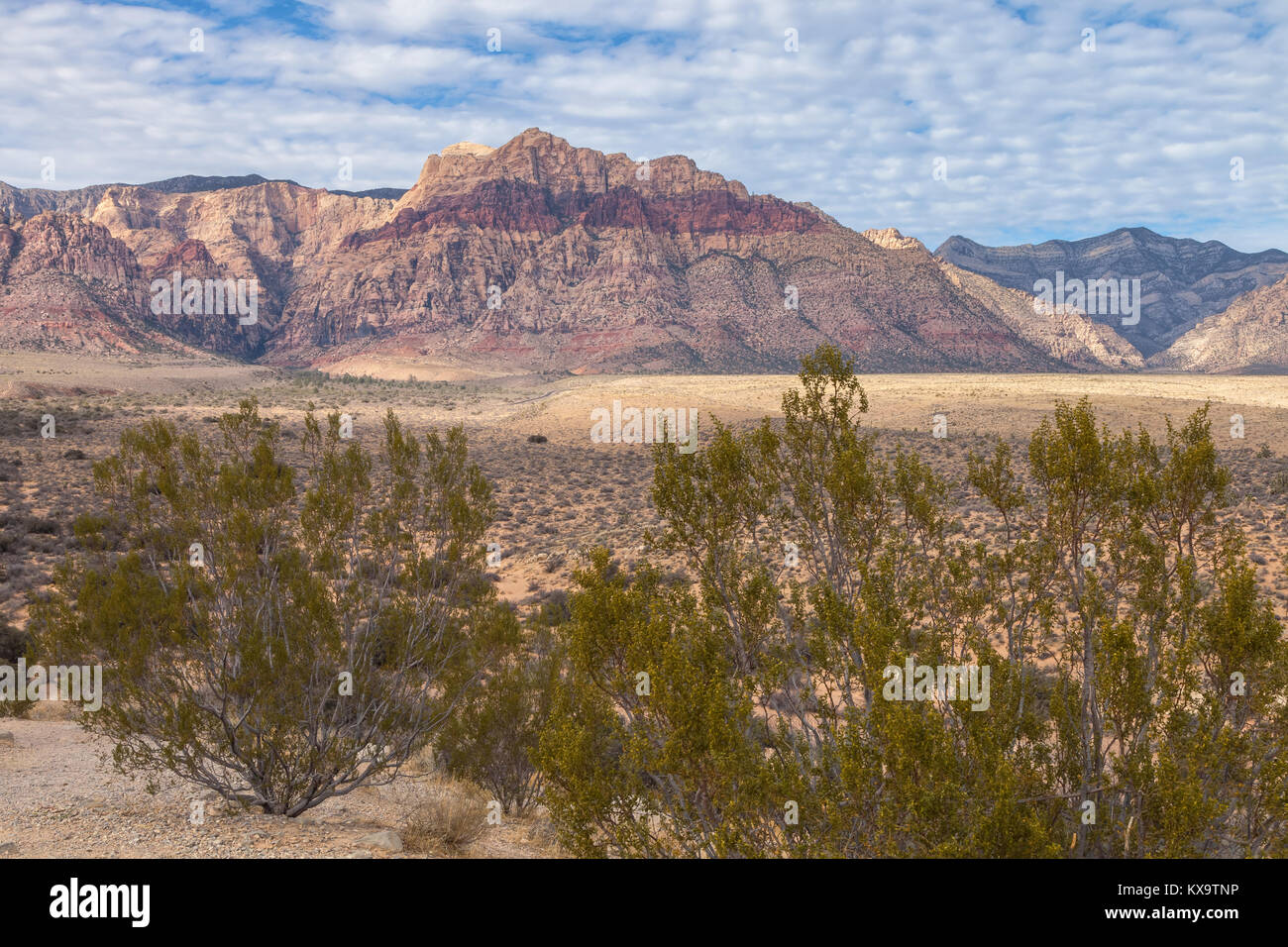 Creosote bushes (Larrea tridentata) and the landscape at Red Rock Canyon, Nevada, United States. Stock Photo