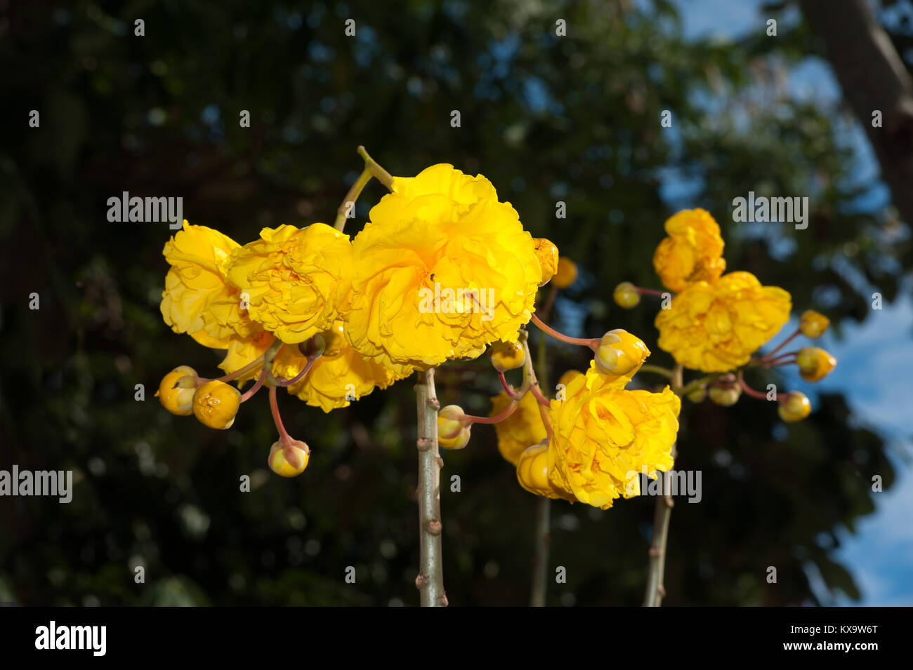 Yellow Silk Cotton flower at tropical garden in Thailand Stock Photo