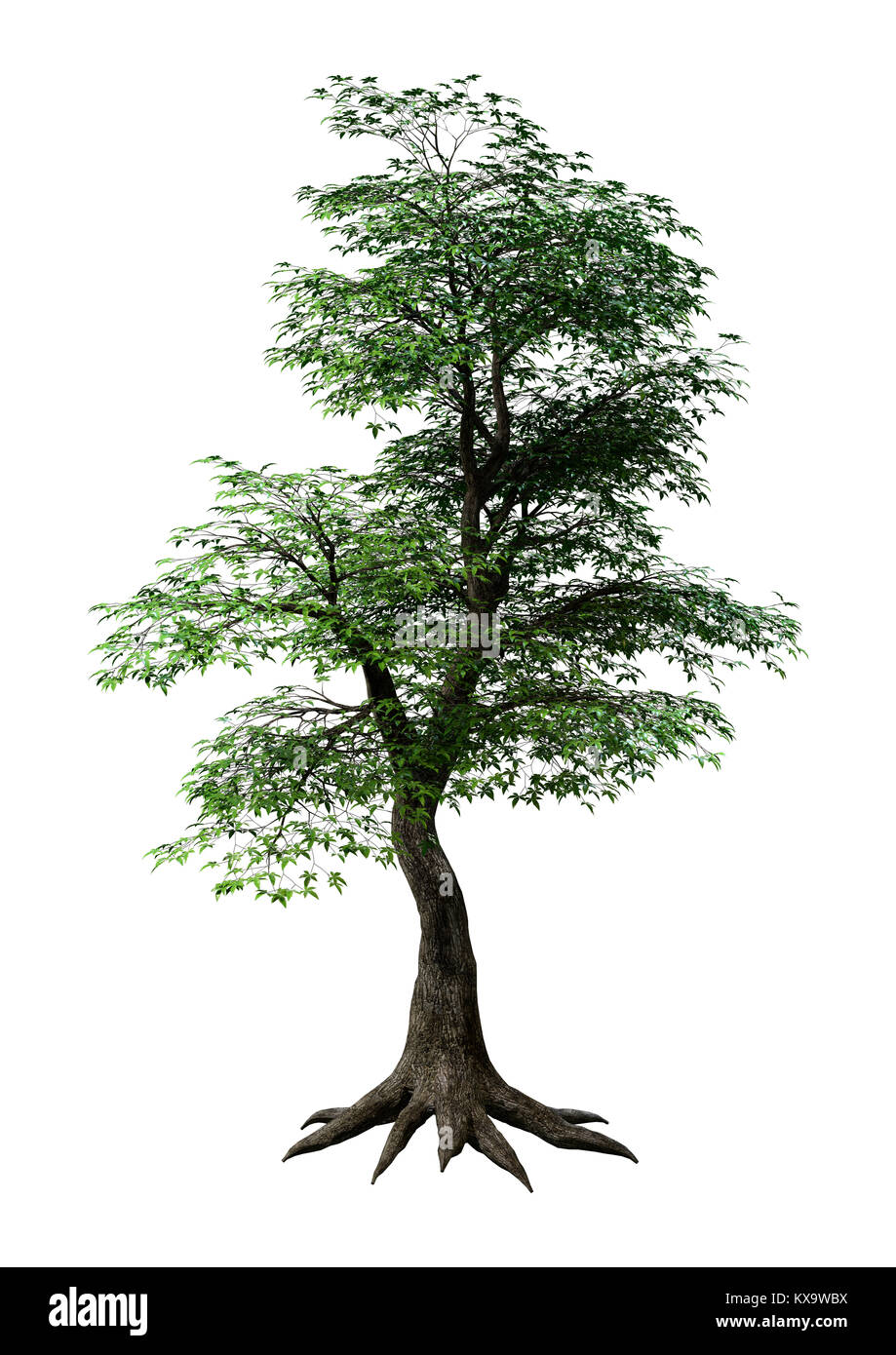 Green Maple Tree Rendering 3D rendering of a green Japanese maple tree isolated on white ...