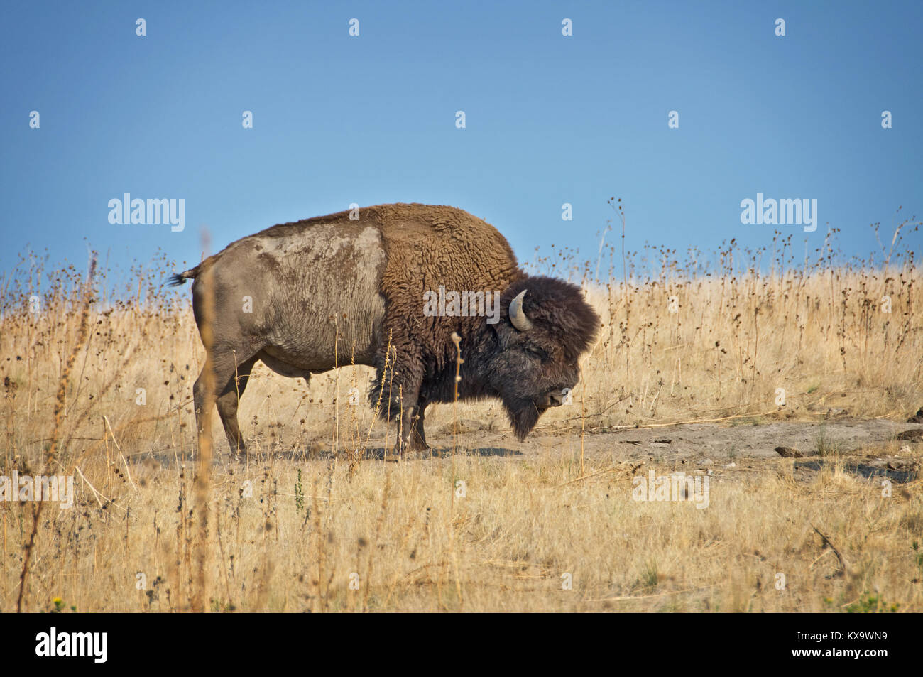 Wild buffalo on Antelope island, Great Salt Lake, Utah, USA Stock Photo