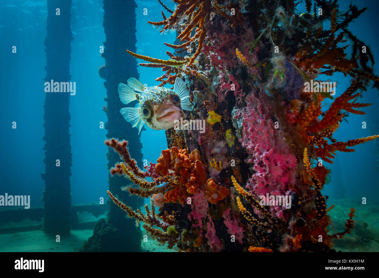 happy fish underwater busselton jetty diving beautiful globefish by kai