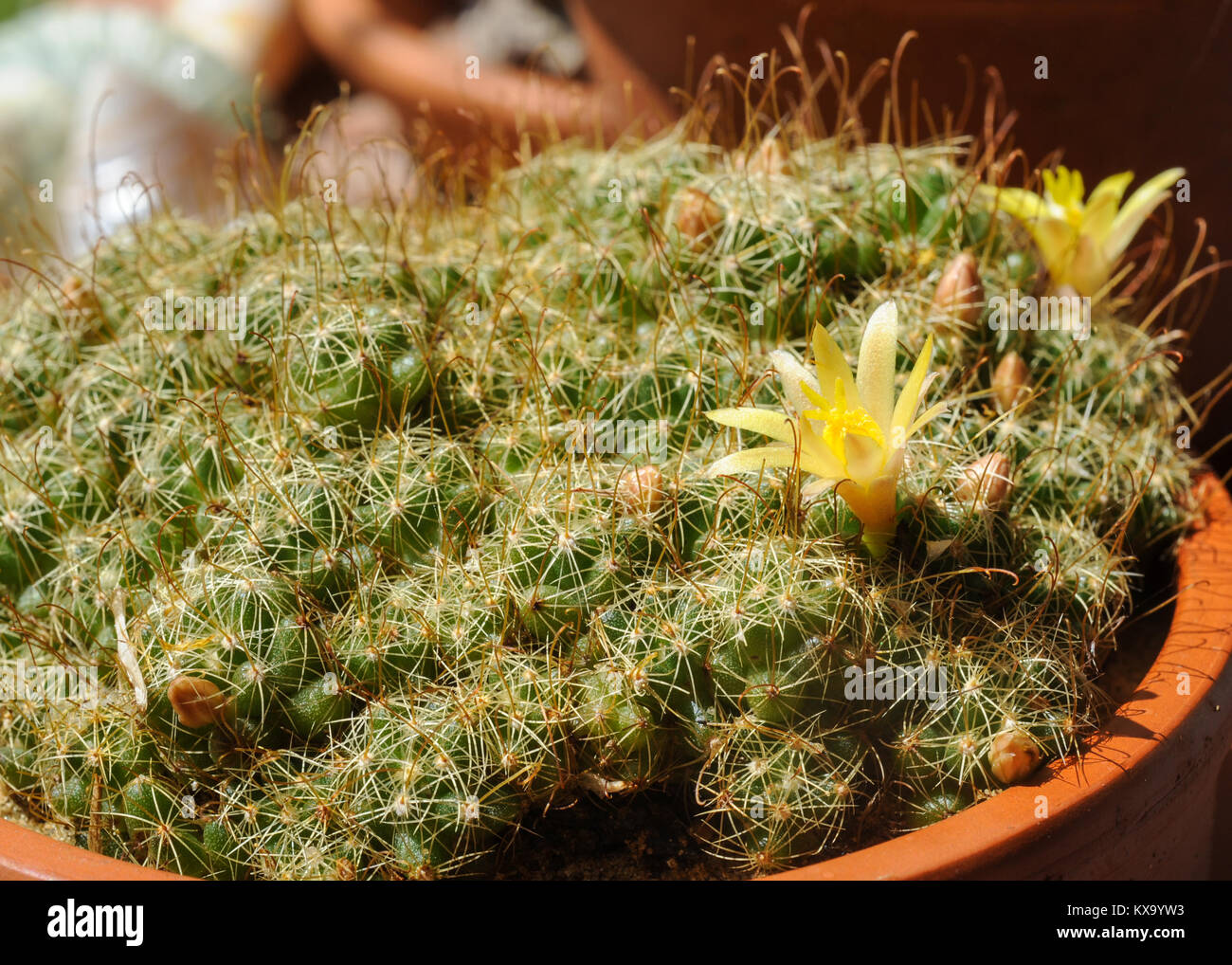A beautiful yellow cactus flower planted in a pot Stock Photo Alamy