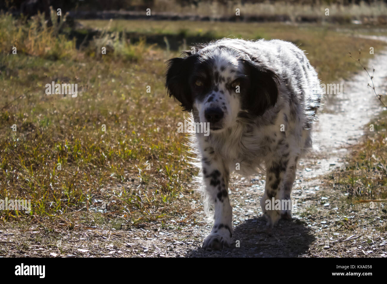 Canis lupus familiaris, Dog Springer Spaniel cross, Domestic, adult male Stock Photo