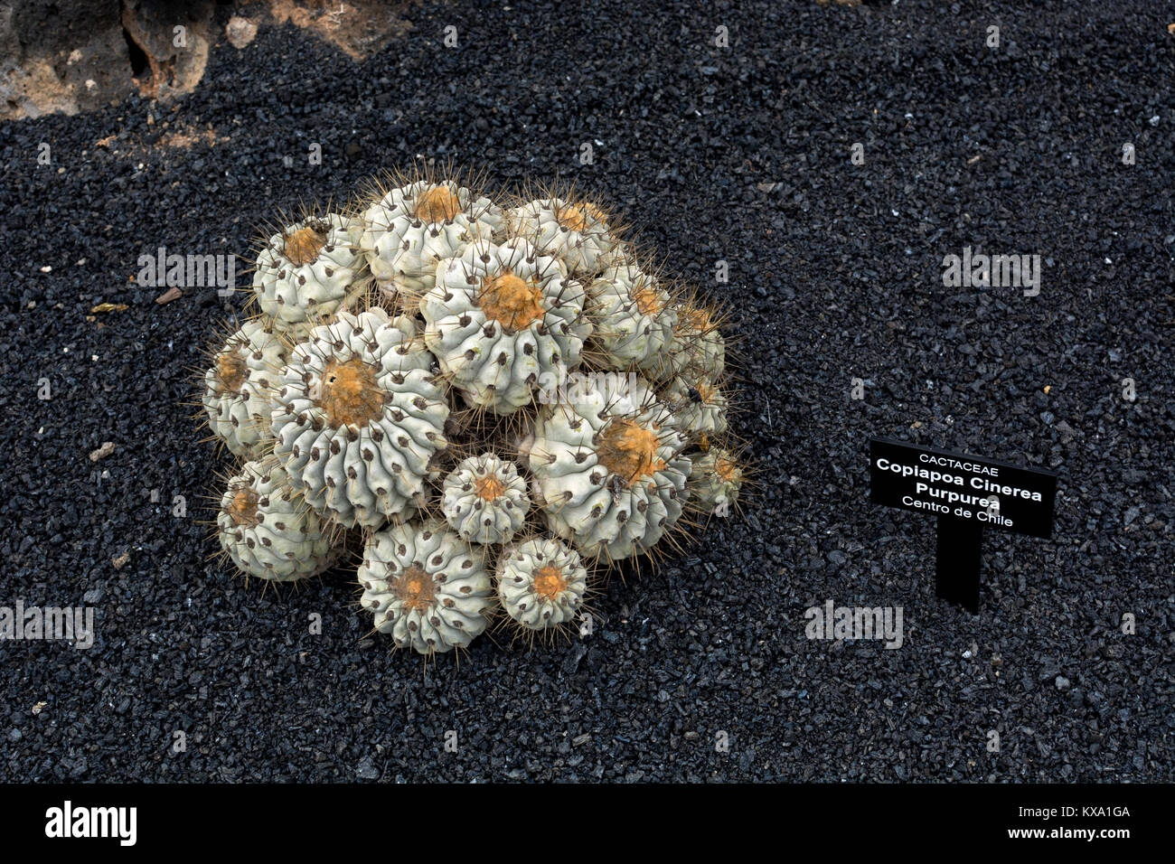 Copiapoa cinerea purpurea , Jardin de Cactus, Guatiza, Lanzarote, Canary Islands, Spain. Stock Photo
