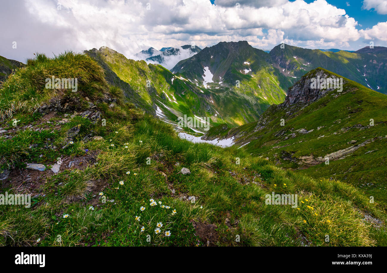 Gorgeous Summer Landscape In Mountains Grassy Slope With Flowers And Stock Photo Alamy