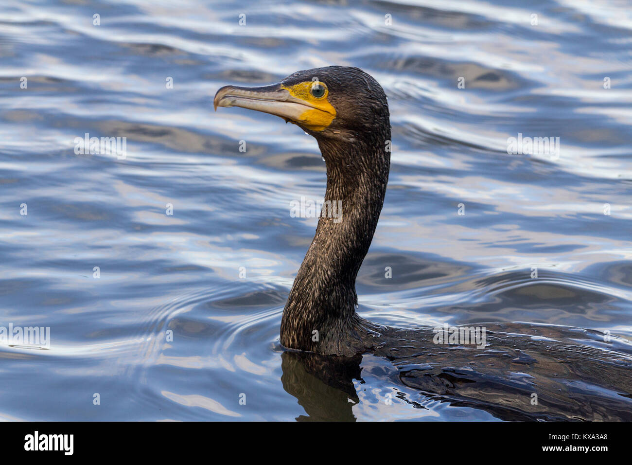 Cormorant (Phalacrocorax carbo) swimming past a hide in the London wetland centre between several unsuccessful dives to catch fish.  Shows hooked bill Stock Photo