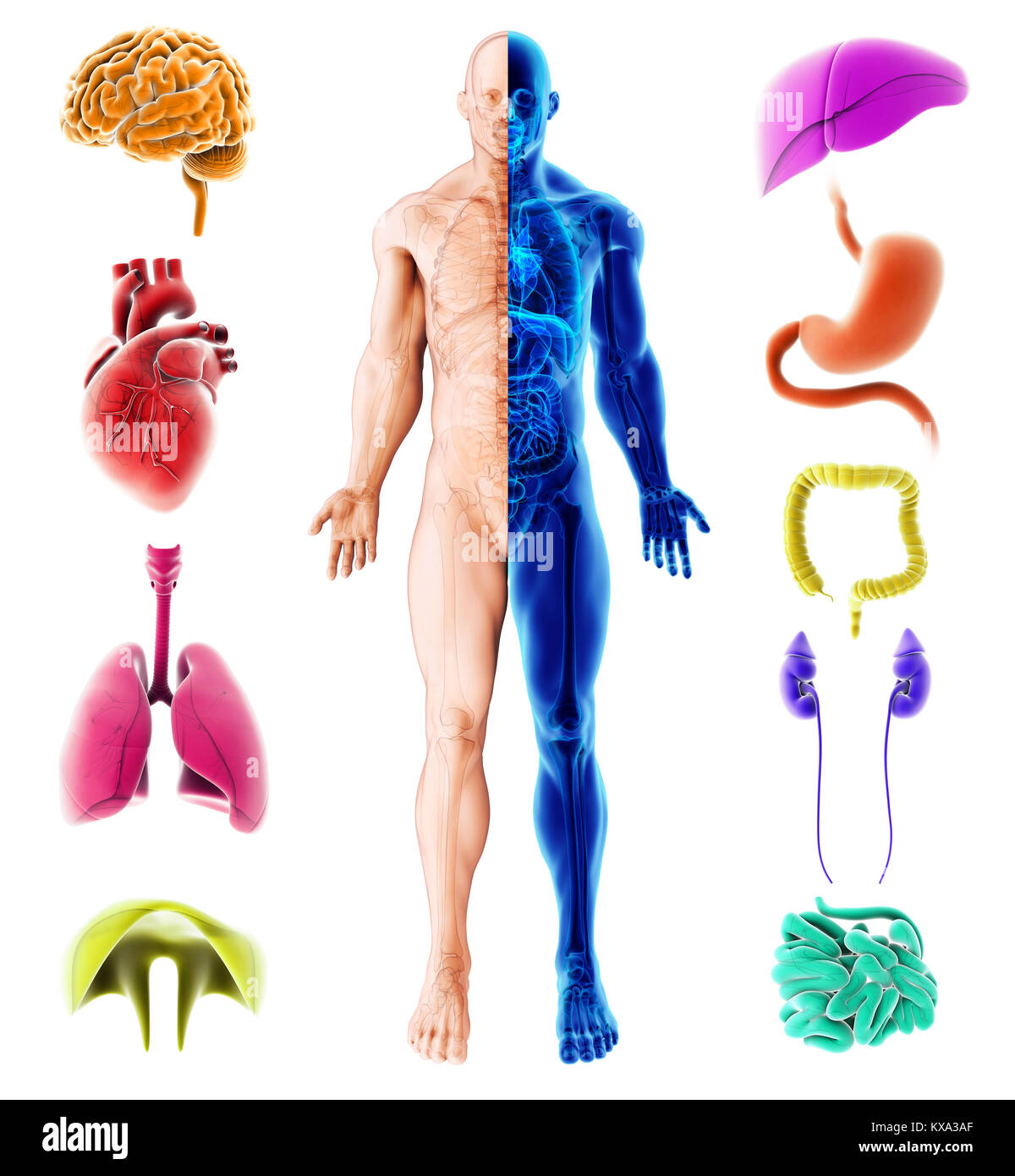 3d illustration of internal organs human, Medical infographic design. Stock Photo