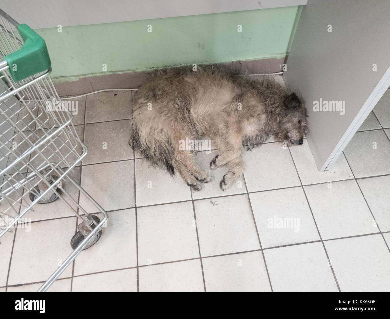 homeless dog hides in the store Stock Photo