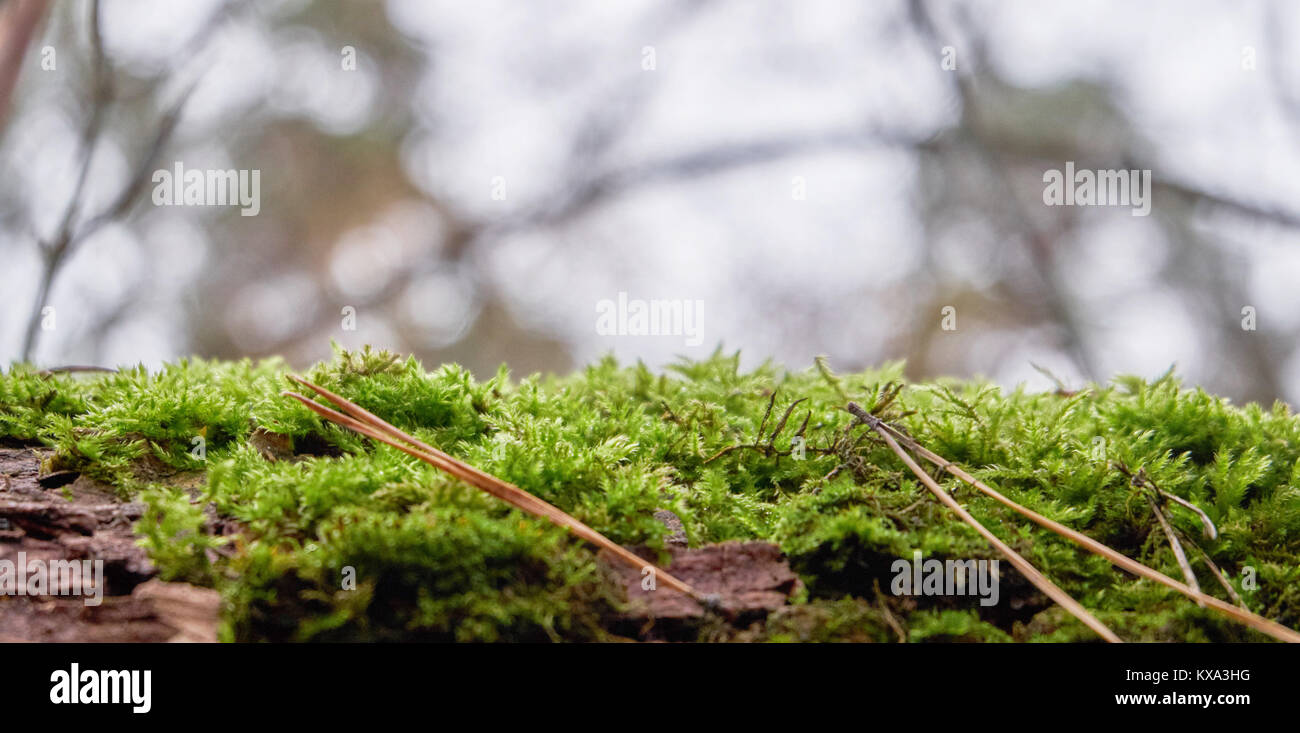 Moss tree forest flower hi-res stock photography and images - Alamy