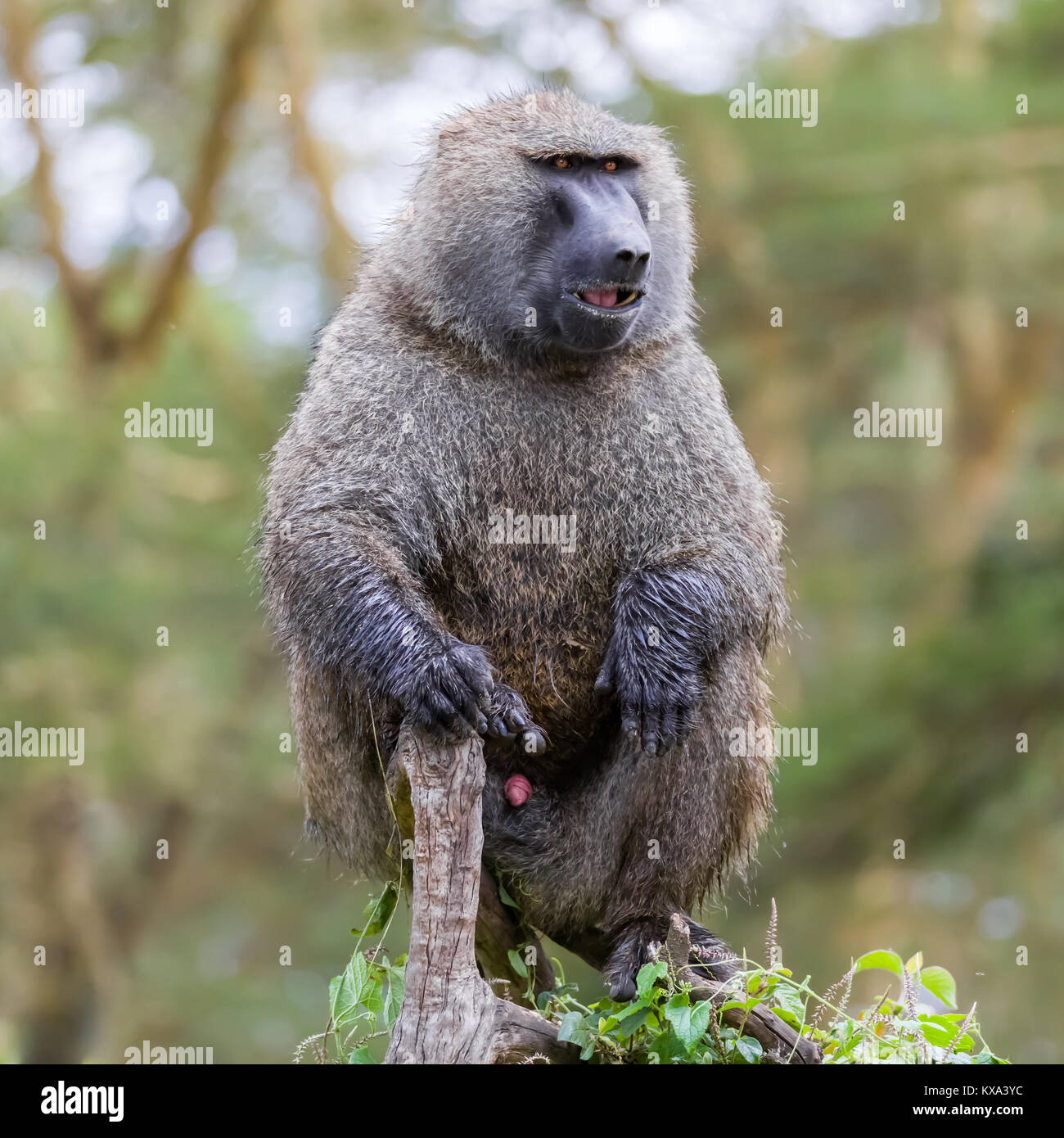 Baboon male patrolling for danger, profile portrait, smart monkey, October 2017 Nakuru national park, Kenya, Africa Stock Photo