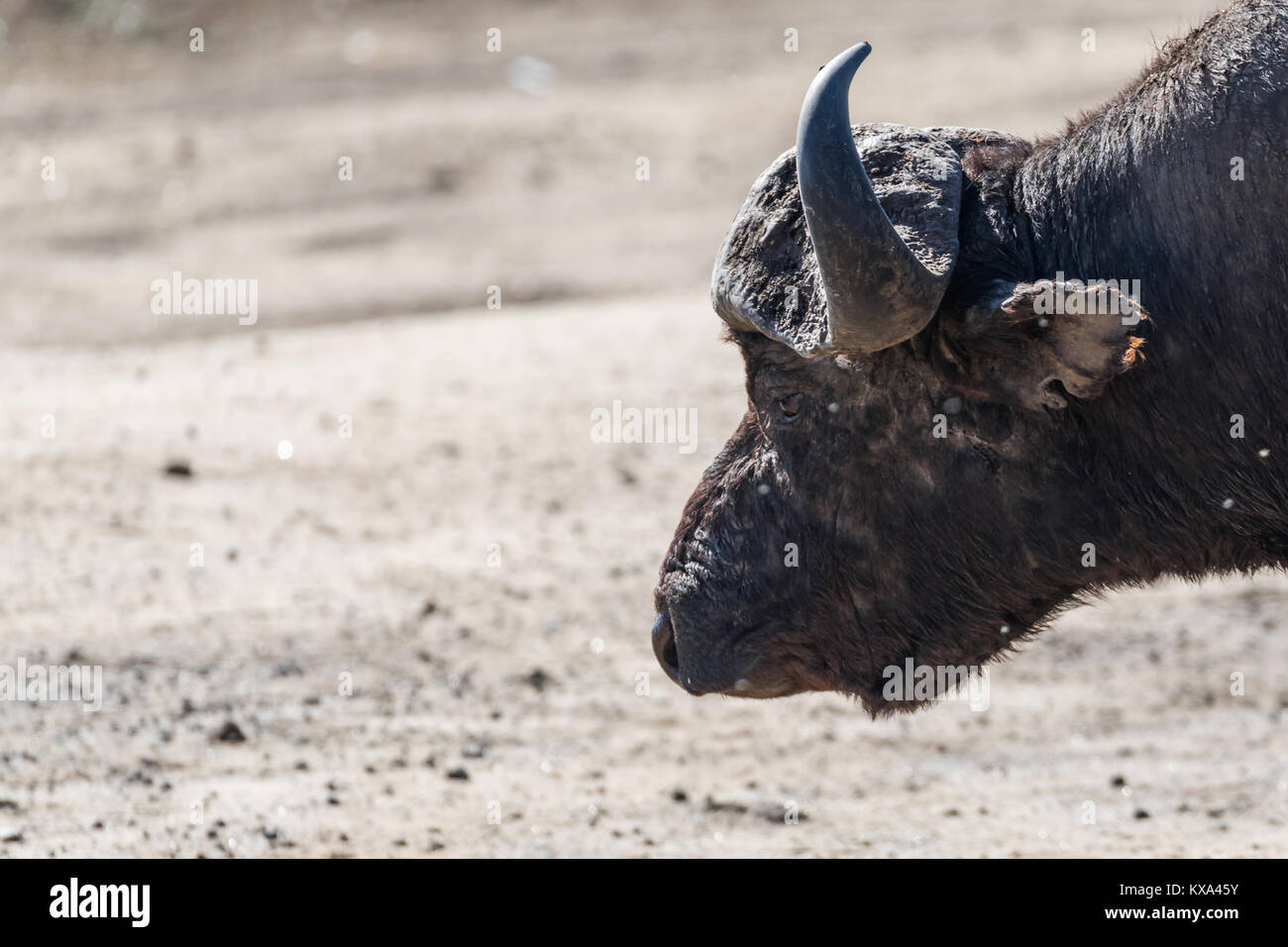 Buffalo bull big head with blurry  background in bokeh, profile portrait, strength and power expression,room space for text concept Stock Photo